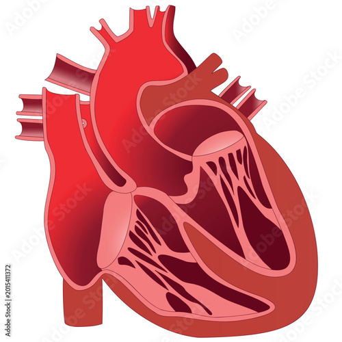 Human Heart Anatomy Cross Section Illustration, Cardiology Healthcare and Internal Organ Concept, Detailed Cardiac Chambers and Valves