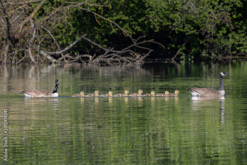Fotografie Une famille d'oies bernaches