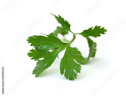 Coriander cilantro leaves isolated on white 
