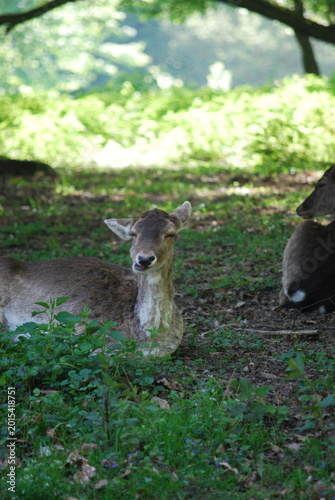 white tailed deer