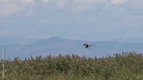 A grey heron flies over reeds against a blue sky