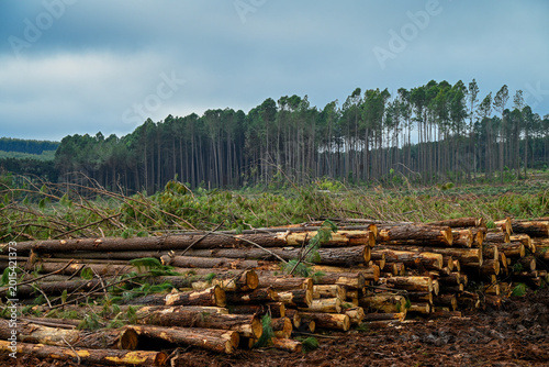 Forest Machine Logging Equipment Timber Harvesting