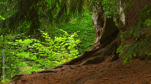 Foto The image depicts a forest scene featuring a moss-covered stump