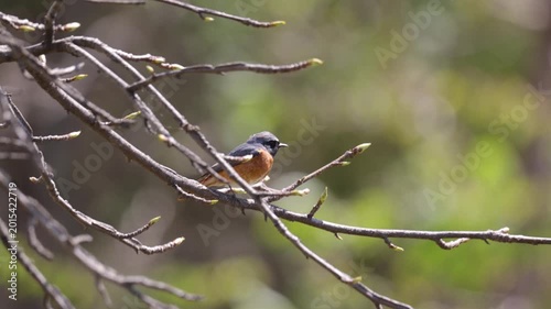 A close-up of a male Daurian redstart
