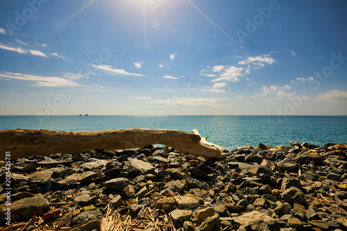Driftwood lying on rocky beach with ocean view