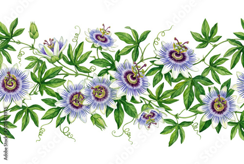 Beautiful Passionflower Vine with Lush Green Leaves and Vibrant Blooms,isolated on transparent background