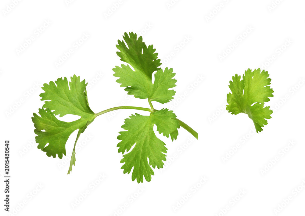 Fototapeta premium Sprig with Green leaves of cilantro isolated on white or transparent background