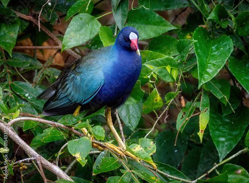 Purple Gallinule