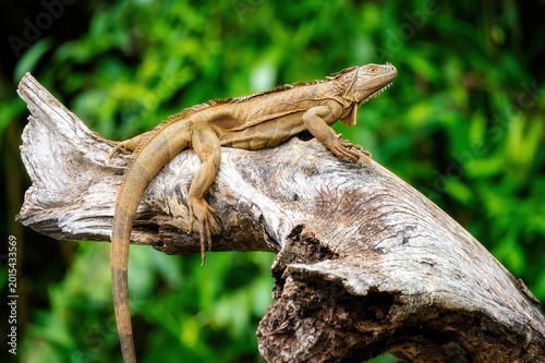 Iguana, Costa Rica