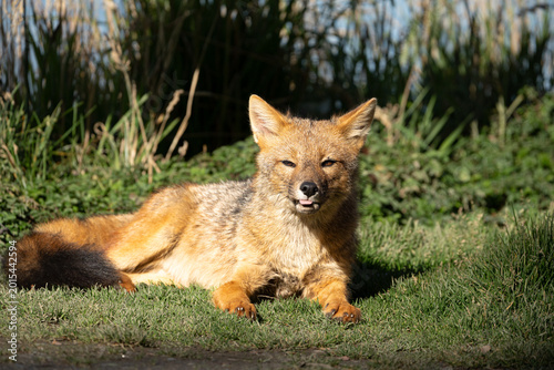 Culpeo Fox (Lycalopex culpaeus) looking at camera with tongue out in Punta Arenas, Chile, Andean Fox resting on grass with funny expression in Patagonia sunlight