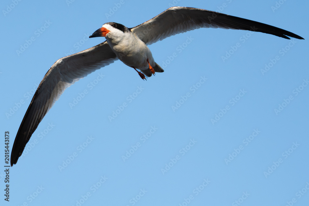 Fototapeta premium Low angle view of Black Skimmer in flight with wings spread