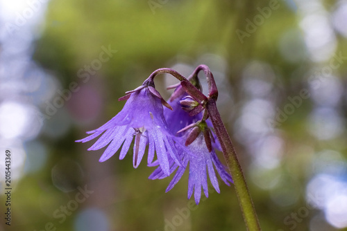 Macro photograph of delicate purple wildflower with dreamy blurred background and natural light. Soldanella alpina