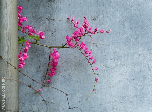 Cuadro en lienzo Bright pink Mexican creeper flowers or Antigonon leptopus draped across a textured grey concrete wall, creating a striking color contrast in a tropical setting