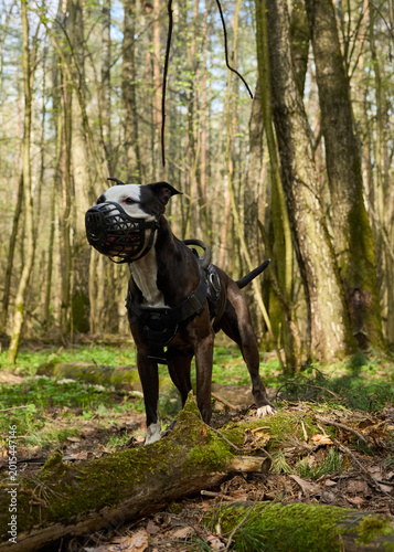 Pit bull jumps over fallen trees in the park
