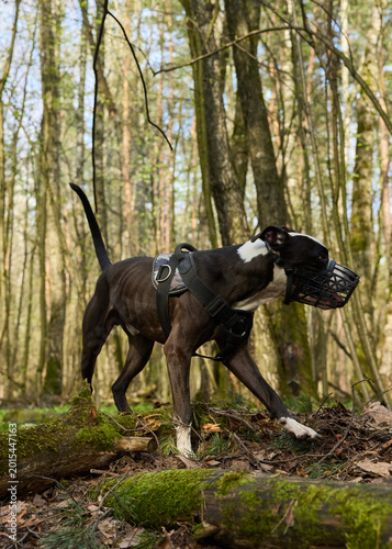 Pit bull jumps over fallen trees in the park