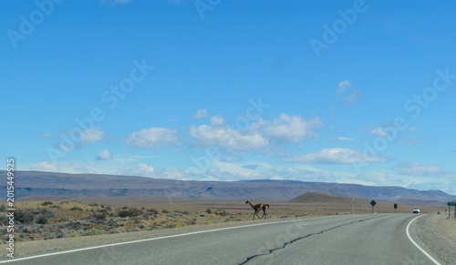 Obraz na płótnie Guanaco salvaje cruzando una la mitica ruta 40 vacía en la estepa de la Patagonia, Argentina