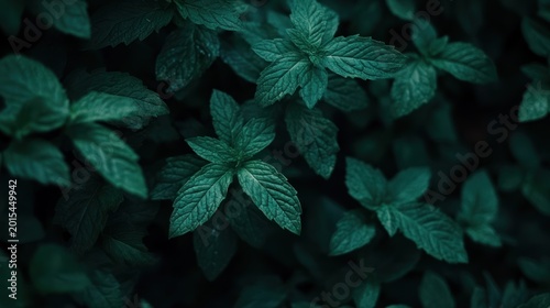 Dark green mint leaves background