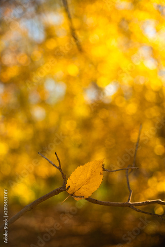 otoño estación amarilla