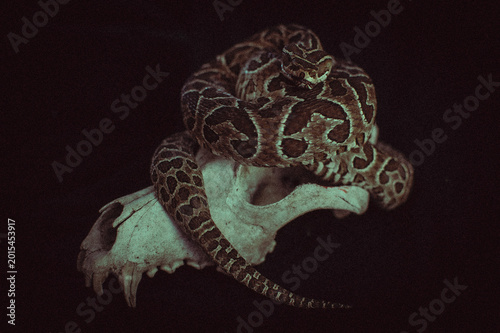 serpiente yarará monte Córdoba arte