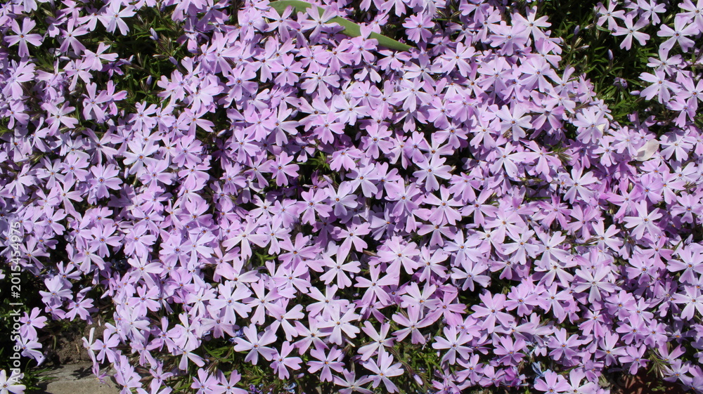 Obraz premium purple moss phlox in the garden