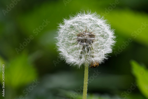 Pusteblume