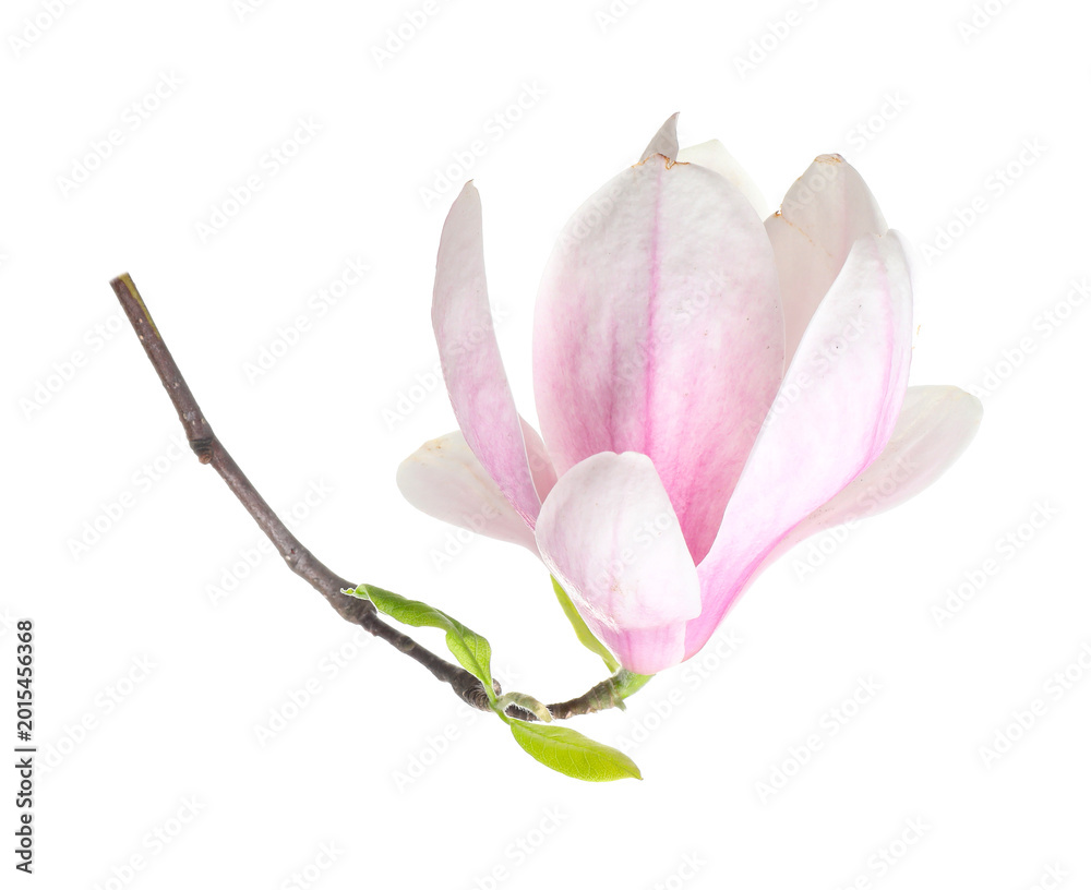 Obraz premium Beautiful blossom of magnolia tree isolated on white