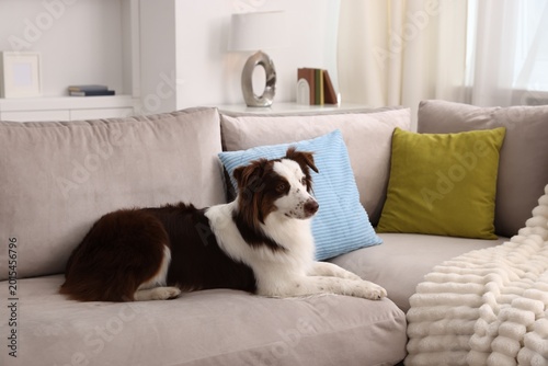 Photos Cute border collie dog on sofa at home