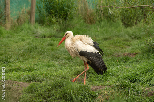 Принти на полотні Large white stork of the Ciconiidae family