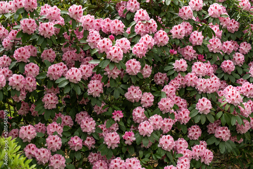 Tableau sur toile Rhododendron Humboldt. Botanical family - Ericaceae.