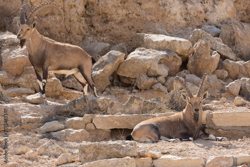Fotografía Wild mountain goats rest on rocky outcrops