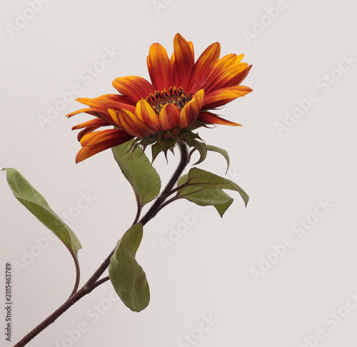 Orange, yellow, red small decorative Sunflower flower bud, stem, leaf on gray.