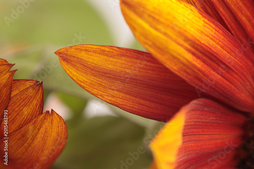 Canvastavla Blur Close-up selective soft focus orange, yellow, red decorative Sunflower flower Petals, Leaf