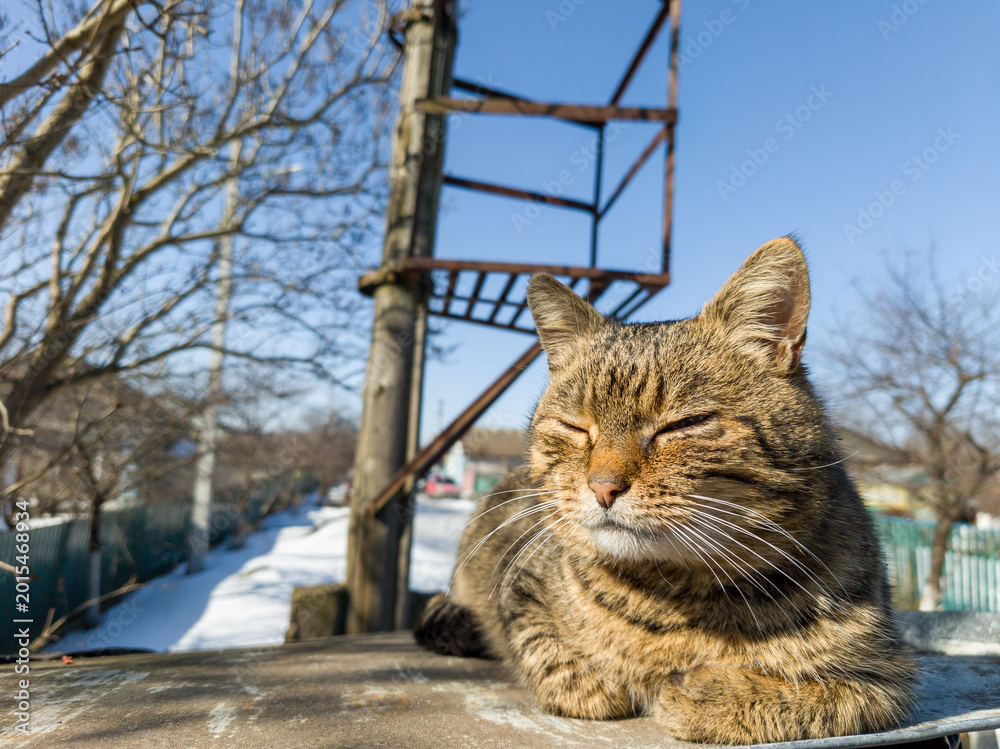 Obraz premium Relaxed Tabby Cat Basking in Sunlight