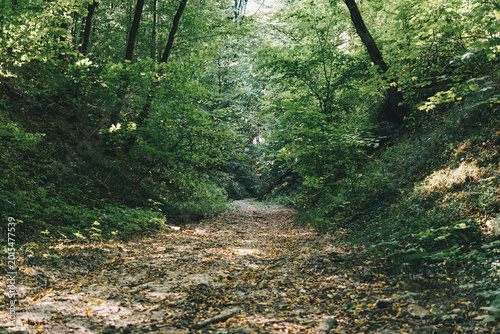 Quadro su tela A dirt road running through a wild gully in the forest during summer