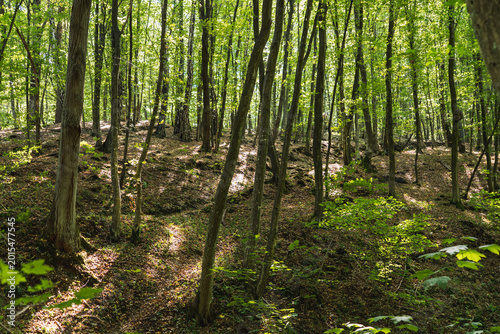 Quadro su tela The natural landscape of loess gullies in a forest in Poland