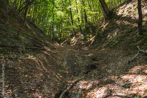 фотографія A dirt road running through a wild gully in the forest during summer