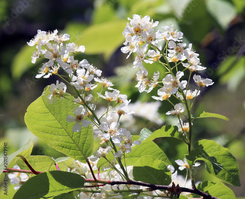 In spring, bird-cherry tree (Prunus padus) blooms in nature