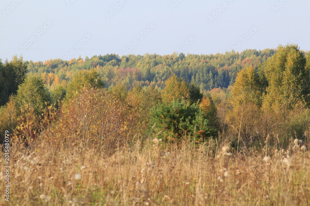 Fototapeta premium autumn in the forest