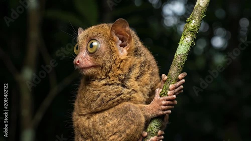 Wild Tarsier Clinging to Branch in Dark Tropical Forest — Macro Wildlife Portrait of Rare Exotic Primate with Big Eyes