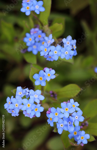 In the meadow in the grass blooms forget-me-not (Myosotis)