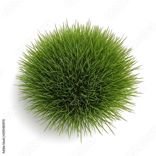 Green grass clump isolated on white background for design and decoration
