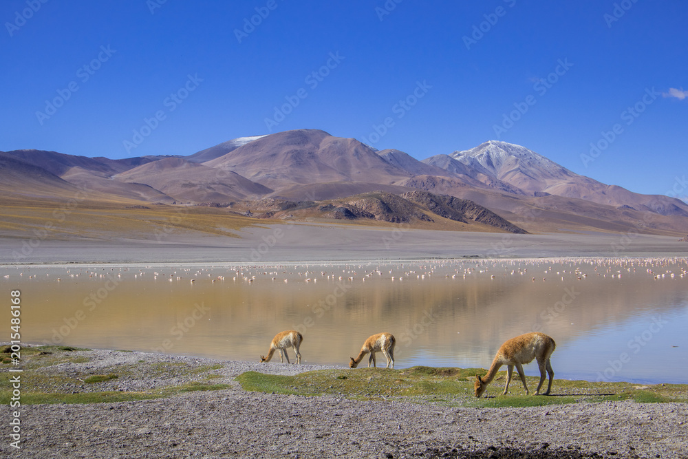 Fototapeta premium Laguna Grande, Catamarca, Argentina