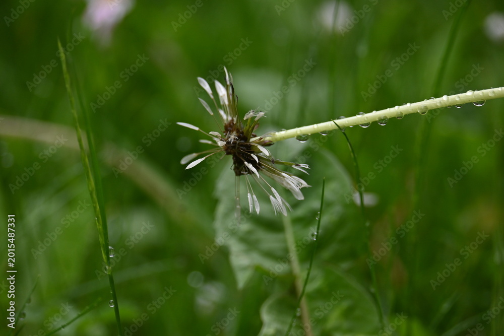 Fototapeta premium Macro of a dandelion seed head after blooming on a green background.