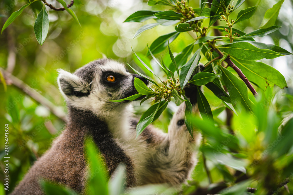 Fototapeta premium A curious ring tailed lemur, Lemur catta, navigates through lush green vegetation, its alert orange eyes peering through the leaves. The lemurs distinctive black and white facial markings and grey fur
