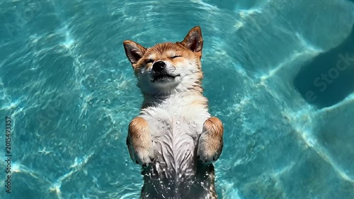 Happy Shiba Inu Dog Swimming in Blue Pool — Cute Funny Pet Enjoying Summer Water with Relaxed Expression