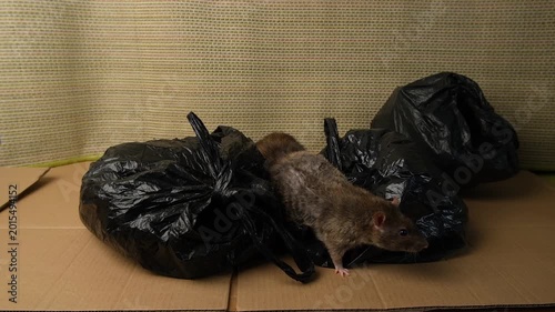 Brown, gray rat crawls among black bags of garbage, garbage dump with rats.