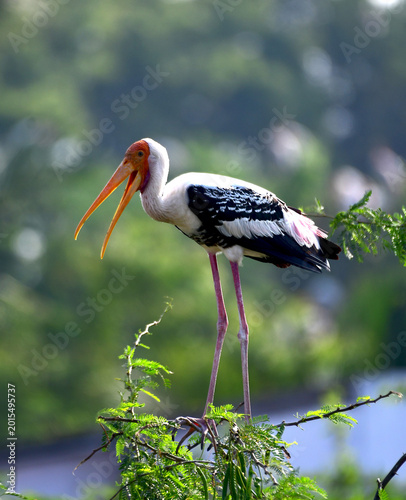 Obraz na płótnie painted stork is sitting on the tree