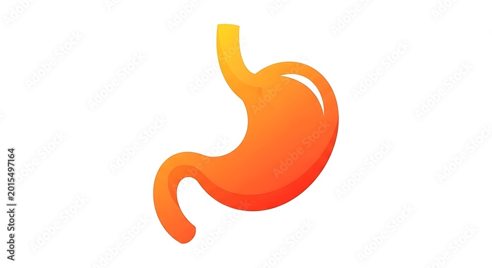 Fototapeta premium Human stomach anatomy organ illustration.