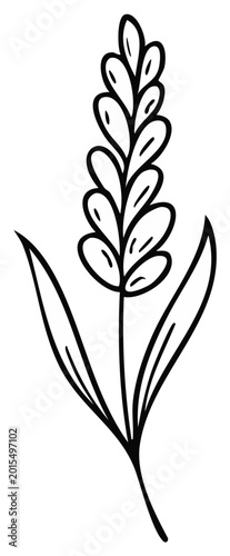 Elegant Outline Illustration of a Simple Wheat Stalk, Black and White
