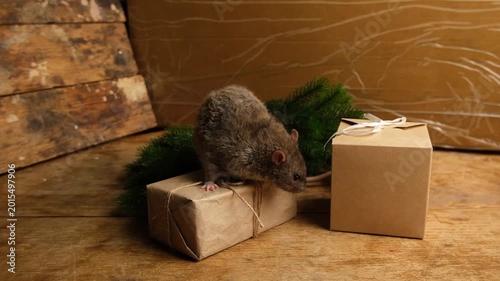 Brown  gray rat and cardboard boxes.